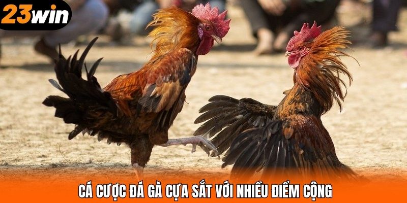 Cá cược đá gà cựa sắt với nhiều điểm cộng