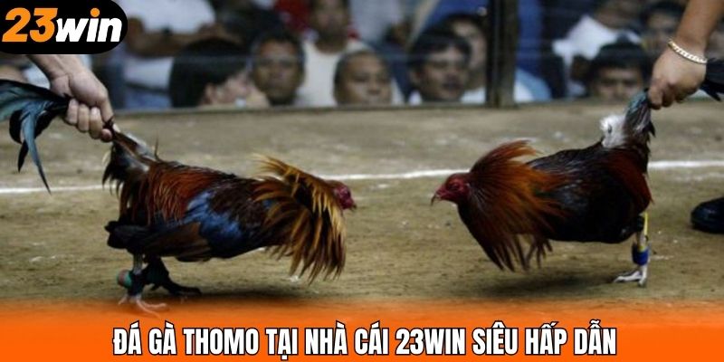 Đá gà Thomo tại nhà cái 23WIN siêu hấp dẫn