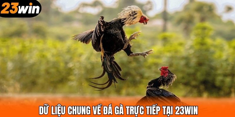 Dữ liệu chung về đá gà trực tiếp tại 23WIN