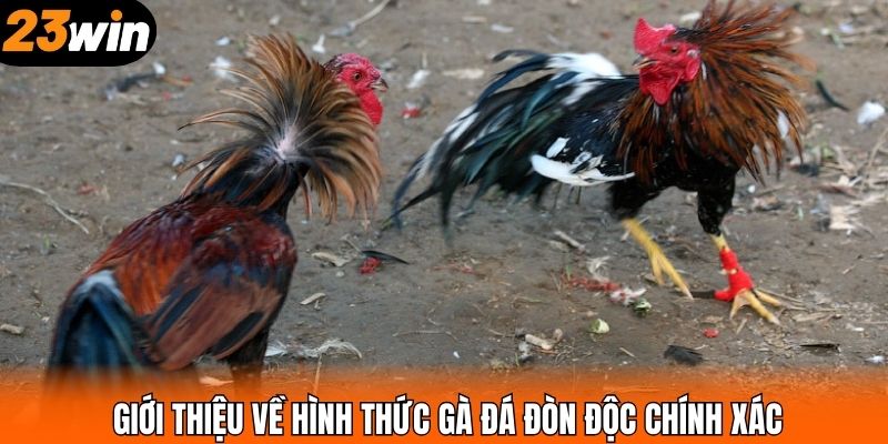 Giới thiệu về hình thức gà đá đòn độc chính xác