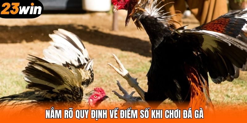 Nắm rõ quy định về điểm số khi chơi đá gà