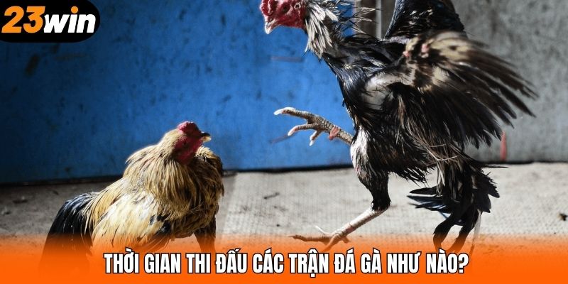 Thời gian thi đấu các trận đá gà như nào?