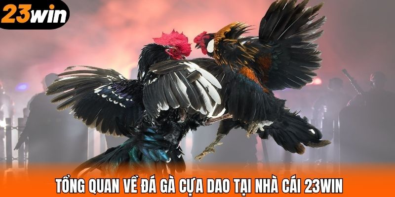 Tổng quan về đá gà cựa dao tại nhà cái 23WIN